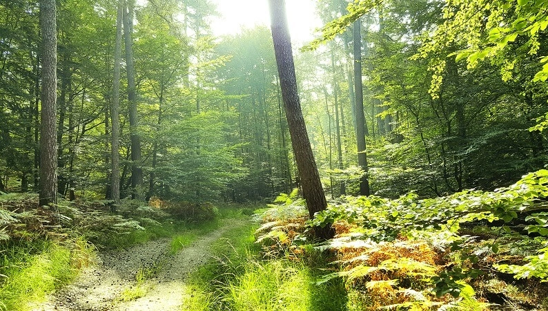 FSC PEFC HOLZ VON HIER und iQS bei Leyendecker HolzLand