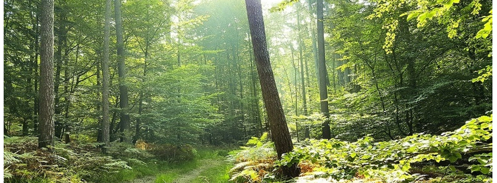 Holz aus verantwortungsvoller Forstwirtschaft, gepr&uuml;fte Qualit&auml;t und zertifizierte Prozesse f&uuml;r nachhaltiges Bauen.