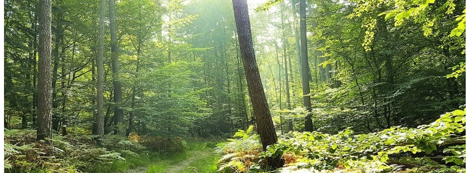 Holz aus verantwortungsvoller Forstwirtschaft, gepr&uuml;fte Qualit&auml;t und zertifizierte Prozesse f&uuml;r nachhaltiges Bauen.